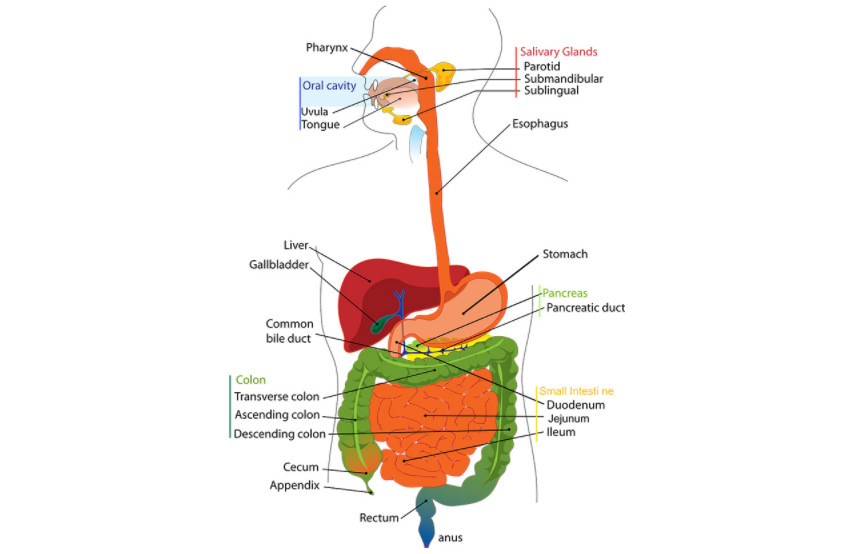 Gut Health and Weight Loss