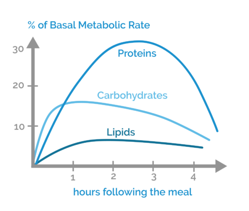 THERMIC EFFECT OF FOOD graph-01